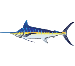 Blue Marlin Profile Color