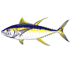 Yellowfin #2 Color