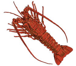 Lobster Color