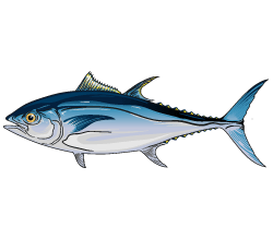 Bluefin Tuna Color