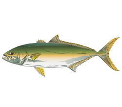 Pacific Yellowtail Color