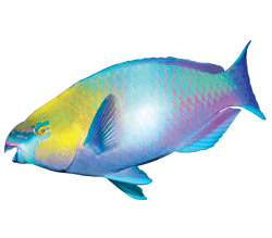 Parrotfish Purple Real