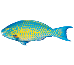 Parrotfish Yellow Real