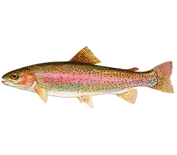 Rainbow Trout Real