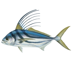 Roosterfish Real