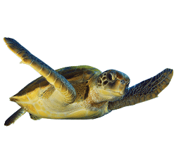 Sea Turtle Realistic
