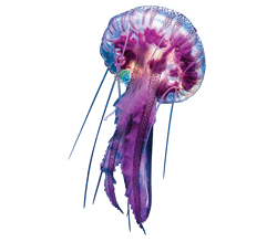 Jellyfish Purple Real
