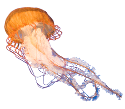 Jellyfish Orange Real